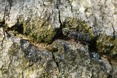 Xylotrechus rusticus