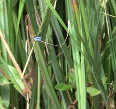 Zenithoptera fasciata