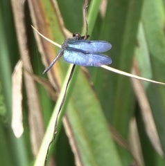 Zenithoptera fasciata
