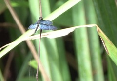Zenithoptera lanei