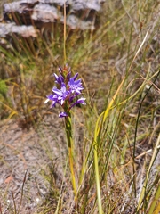 Thereianthus spicatus