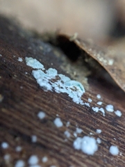Trichoderma viride