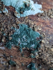 Trichoderma viride