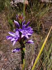 Thereianthus spicatus