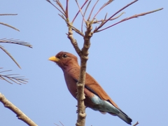 Eurystomus glaucurus