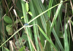 Zenithoptera lanei