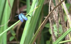 Zenithoptera fasciata