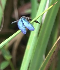 Zenithoptera fasciata