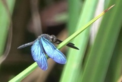 Zenithoptera fasciata