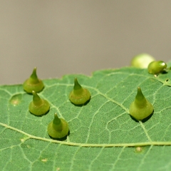 Celticecis spiniformis