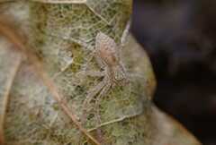 Philodromus