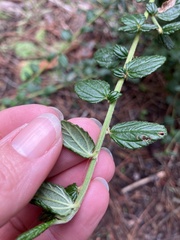 Ceanothus thyrsiflorus thyrsiflorus