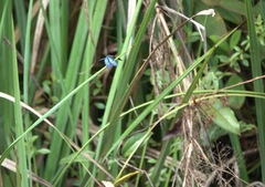 Zenithoptera fasciata