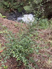 Ceanothus thyrsiflorus thyrsiflorus