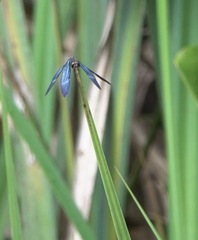 Zenithoptera lanei