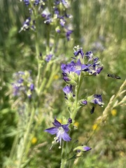 Polemonium occidentale
