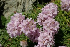 Armeria