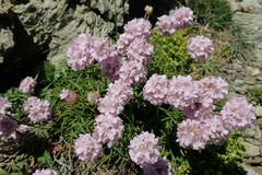 Armeria
