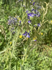 Polemonium occidentale