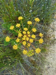 Nanobubon strictum