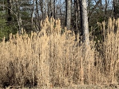 Miscanthus sinensis