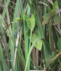 Zenithoptera lanei