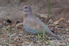 Streptopelia senegalensis senegalensis