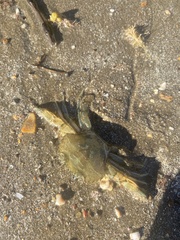 Charybdis japonica