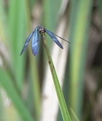 Zenithoptera lanei