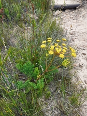 Nanobubon strictum