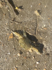 Charybdis japonica