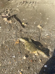Charybdis japonica