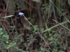 Zenithoptera lanei