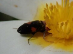 Cardiophorus biguttatus