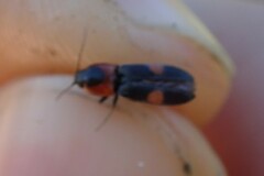 Cardiophorus biguttatus