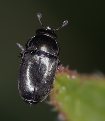 Brassicogethes aeneus