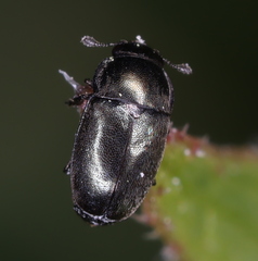 Brassicogethes aeneus