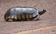 Chelonoidis denticulatus