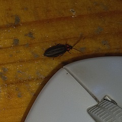 Pyractonema