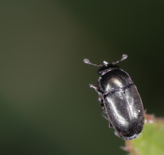 Brassicogethes aeneus