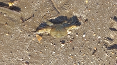 Charybdis japonica