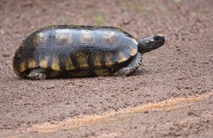 Chelonoidis denticulatus