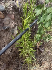 Baccharis salicifolia