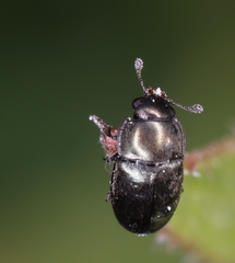 Brassicogethes aeneus