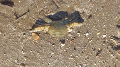 Charybdis japonica