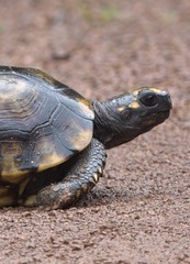 Chelonoidis denticulatus