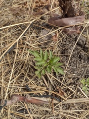 Bidens frondosa