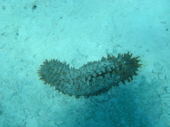 Thelenota ananas