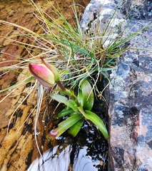 Disa uniflora