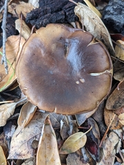 Melanoleuca